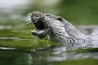 European Otter (Lutra lutra)