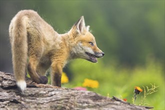 American Red Fox (Vulpes vulpes fulva) cub