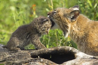 Bobcat (Lynx rufus) with cub (Felis rufa)