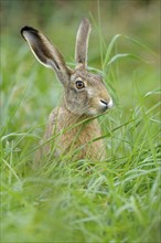 European brown hare, Dingdener Heide nature reserve, North Rhine-Westphalia, Germany, Europe