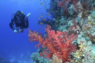 Diver looking at Klunzinger's tree coral (Dendronephthya klunzingeri) and shoal, group of sea