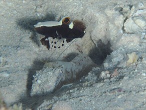 Barnacle partner goby (Lotilia graciliosa) and red spot crab (Alpheus rubromaculatus), dive site