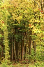 Colourful autumn season, Germany, Europe