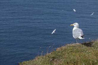 European herring gull (Larus argentatus), Oberland, Helgoland Island, Germany, Europe