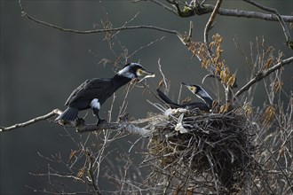 Great cormorant (Phalacrocorax carbo), pair at nest, partner brings nesting material, Essen, Ruhr