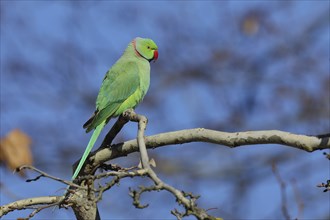 Rose-ringed parakeet (Psittacula krameri) sitting on a branch, palace gardens Biebrich, Wiesbaden,