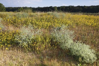 Flowering meadow, Middle Elbe Biosphere Reserve, Saxony-Anhalt, Germany, Europe