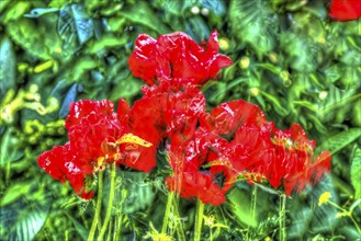 Oil painting, bright flowers, red blossom, poppy (Papaver), flowers creative, different plants