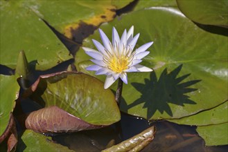 Blue Lotus (Nymphaea caerulea), South Luangwa National Park, Luangwa Valley, Zambia, Africa