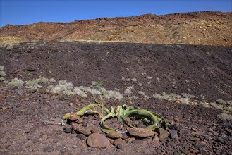 Welwitschia (Welwitschia mirabilis), Burnt Mountain, near Twyfelfontein, Kunene Region, Namibia,