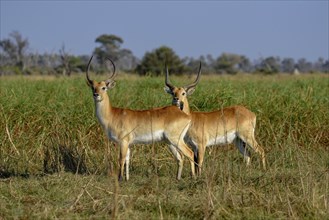 Red Lechwe (Kobus leche leche), Gomoti Plains, Okavango Delta, Botswana, Africa