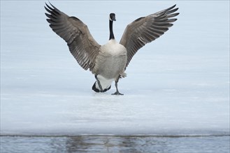 Canada goose -branta canadensis- landing on a frozen lake