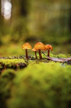 Three small mushrooms growing on a damp, mossy substrate, Calw, Black Forest, Germany, Europe