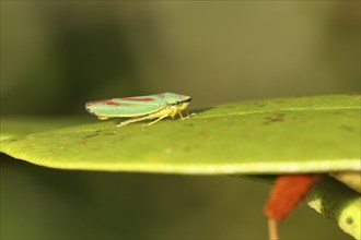 Rhododendron (Rhododendron) leafhopper (Graphocephala fennahi) sitting on leaf of a rhododendron,