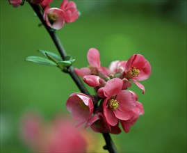 Ornamental quince (Chaenomeles japonica), blooms