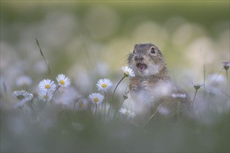 European ground squirrel (Spermophilus citellus) among daisies