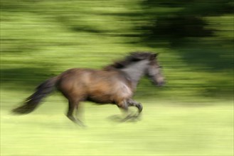 Icelandic Pony, Icelandic