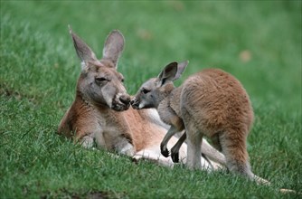 Red kangaroos, Female with young, Red (Macropus rufus) giant kangaroo