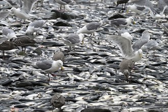 Thousands of dead pink salmons (Oncorhynchus gorbuscha) lie on the Pacific beach and seagulls peck