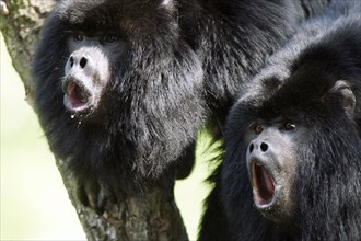 Black Howler (Alouatta caraya) Monkeys