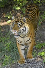 Sumatran Tiger (Panthera tigris sumatrae)