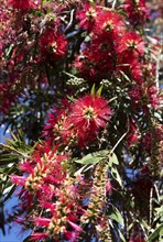 Scarlet bottlebrush (Callistemon citrinus), Gran Canaria, Canary Islands, Spain, Europe