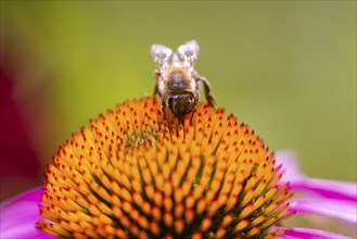 (Echinacea), purple, with honey bee (Apis), Ternitz, Lower Austria, Austria, Europe