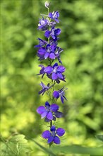 Summer knight's spur (Delphinium ajacis), Bavaria, Germany, Europe