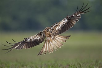 Red Kite (Milvus milvus), flying over a freshly sown maize field in search of prey, Lausitz,