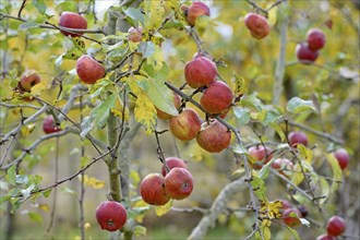 Fruit tree, apple, branches with red apples (Malus) Moselle, Rhineland-Palatinate, Germany, Europe