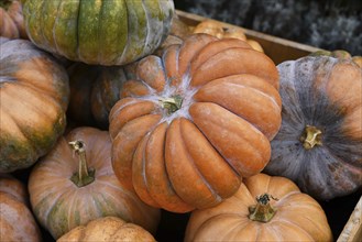 Orange 'Musque de Provence' pumpkin in pile in wooden box