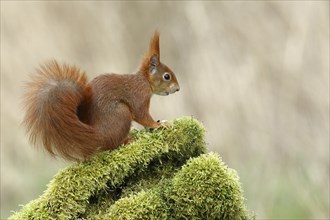 Eurasian red squirrel (Sciurus vulgaris), on deadwood covered with moss, Wildlife, North