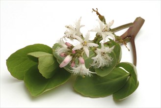 Bog bean (Menyanthes trifoliata) or bitter clover, medicinal plant