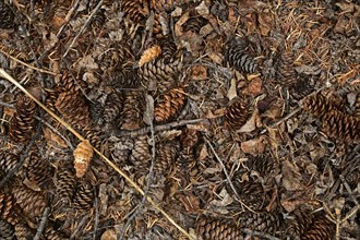 Fir cones of Douglas fir (Pseudotsuga menziesii) lying on the ground, Vancouver Island, Canada,