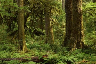 Temperate rainforest, Vancouver Island, British Columbia, Canada, North America