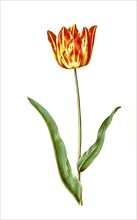 Garden tulip (Tulipa), variation of the tulip gesneriana, Historic, digitally restored reproduction