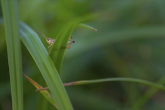 Close-up, field locust (Calliptamus italicus), sitting on a blade of grass, neustadt am Rübenberge,