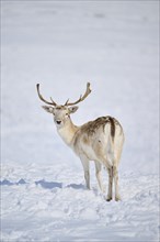 European fallow deer (Dama dama) buck on a snowy meadow in the mountains in tirol, Kitzbühel,