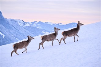 Red deer (Cervus elaphus) hinds on a snowy meadow in the mountains in tirol at sunset, Kitzbühel,