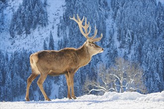 Red deer (Cervus elaphus) stag on a snowy meadow in the mountains in tirol, Kitzbühel, Wildpark