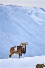 European mouflon (Ovis aries musimon) ram on a snowy meadow in the mountains in tirol, Kitzbühel,