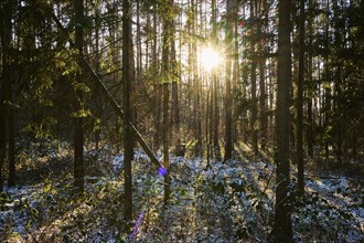 Sun coming through a forest in winter, snow, Upper Palatinate, Bavaria, Germany, Europe