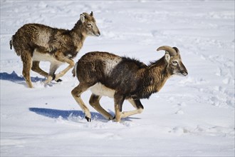 European mouflon (Ovis aries musimon) rams on a snowy meadow in the mountains in tirol, Kitzbühel,