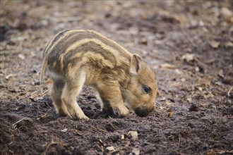 Wild boar (Sus scrofa) squeaker in a forest, Bavaria, Germany Europe