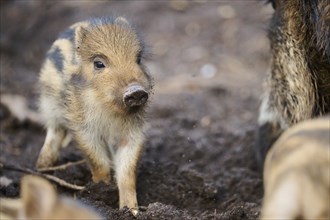 Wild boar (Sus scrofa) squeaker in a forest, Bavaria, Germany Europe