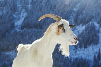 Domestic goat (Capra hircus) portrait, snow, winter in tirol, Kitzbühel, Wildpark Aurach, Austria,