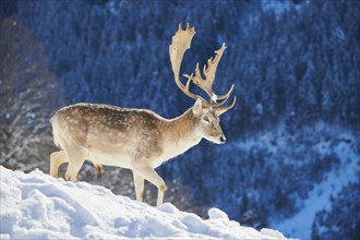 European fallow deer (Dama dama) buck on a snowy meadow in the mountains in tirol, Kitzbühel,