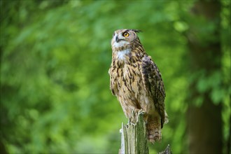 Eurasian eagle-owl (Bubo bubo), sitting alertly on tree trunk in forest, Bohemian Forest, Czech