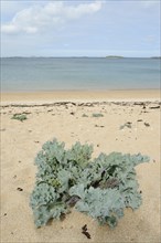 True sea kale (Crambe maritima) or coastal sea kale on a sandy beach, Brittany, France, Europe