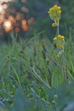 Cowslip (Primula veris), backlit flower, medicinal plant, Peene Valley River Landscape Nature Park,